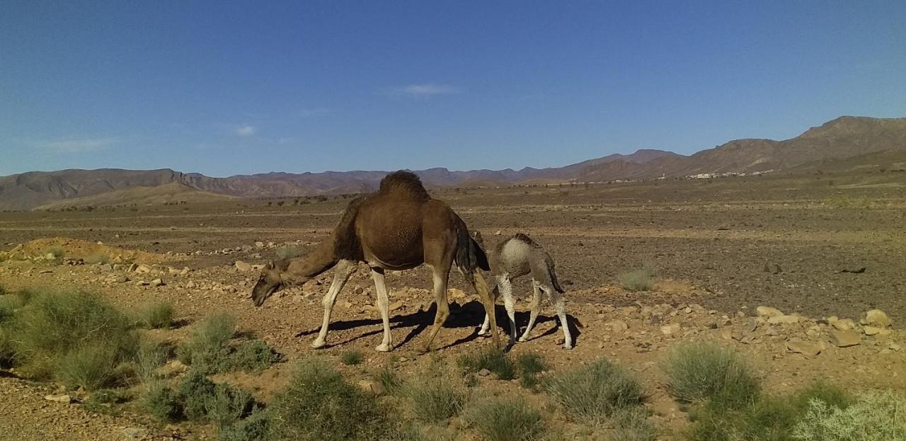 Готель Maison Bedouin Мерзуга Екстер'єр фото